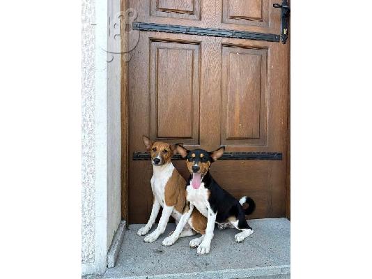 PoulaTo: TOP σκυλιά Basenji